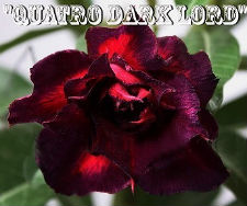 (image for) Adenium Obesum \'Quattro Dark Lord\' (5 Seeds)
